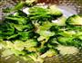 蒜香西兰花的做法图解1