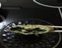 韭菜香菜玉米胡萝卜馅饼的做法图解7