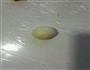 玫瑰花饼的做法图解5