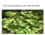 婴儿辅食西兰花米糊的做法图解1