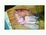 香卤猪蹄的做法图解10