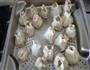 家庭版牛肉洋葱烧麦的做法图解11