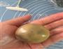 豆沙广式月饼的做法图解5