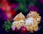 鲜奶油泡芙的做法图解17