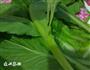清炒小白菜的做法图解1