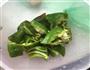大盘鸡的做法图解3
