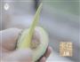 牛油果的3+1种有爱吃法的做法图解3