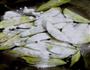 风味茄子的做法图解4