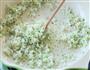 西兰花虾蓉饭 宝宝辅食微课堂的做法图解8