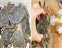 辣炒蟹王宫阳澄湖大闸蟹的做法图解1