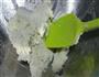 甜味豆渣饼的做法图解3