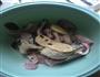 酸菜鱼的做法图解6