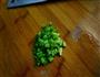 香菇素鸡炒肉的做法图解4