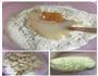 绿豆酥饼的做法图解2