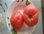 西红柿炒蛋的做法图解1