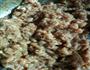 猪肉韭菜馅饼的做法图解6