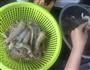 清真皮皮虾的做法图解1
