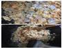 鲜虾芹菜馄饨的做法图解3