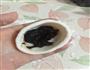 山药枣泥饼的做法图解3