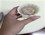 水晶花生泥月饼的做法图解6