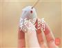 中秋冰皮月饼兔的做法图解7