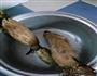 炒藕片的做法图解1