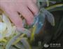 冰糖柚皮的做法图解4
