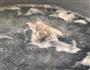 花胶猪骨汤的做法图解6