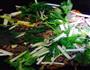 芹菜炒牛肉的做法图解10