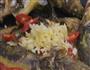 昂刺鱼烧茄子的做法图解5