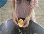 皮卡丘烧果子的做法图解8