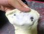 免揉快手水果披萨的做法图解6