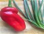 鲜香菜饭的做法图解6