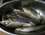 蒜香烤鲫鱼――电饼档版的做法图解1
