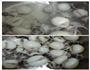 墨鱼仔烧土豆的做法图解6