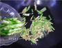 香辣花蛤的做法图解7