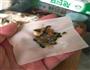 荠菜馄饨的做法图解10