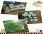 豆皮肘子的做法图解3