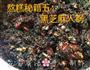 私房秘制阿胶糕的做法图解7