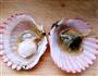 蒜蓉粉丝蒸小红贝的做法图解1