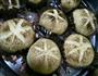 有内容的蘑菇包的做法图解4