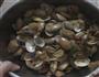 辣椒炒花蛤的做法图解4