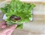 生菜包五花肉的做法图解7