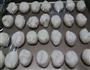 棋子烧饼，白皮点心，蛋黄酥，全通用的油皮油酥的做法图解2