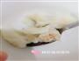大虾鲜肉馄饨的做法图解4