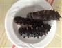 海参竹荪汤的做法图解3