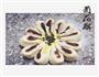 豆沙  菊花酥的做法图解18