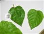 清肝明目桑叶橄榄油全麦薄脆的做法图解1