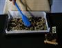 纯香蕉燕麦核果能量饼干的做法图解1