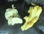 牛排 牛肉干的做法图解3